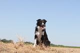 BORDER COLLIE 181